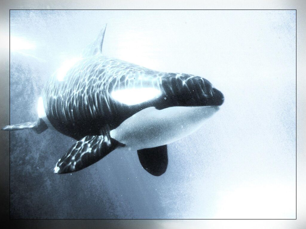 Shamu&Whales Killer Animals Orca wallpapers