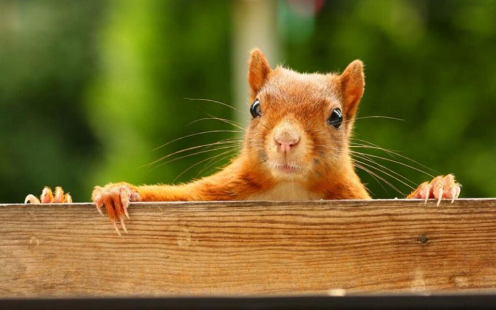 Red Squirrel wallpapers