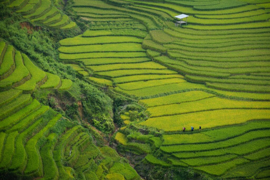 Banaue rice terraces photo free Wallpaper