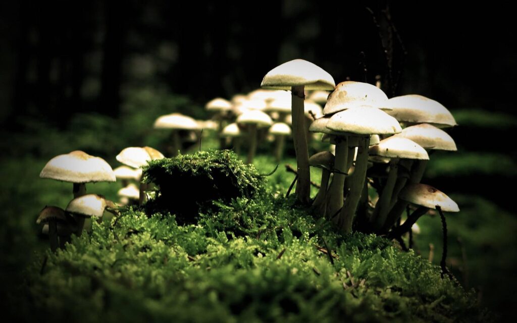 Forest Mushrooms Wallpapers
