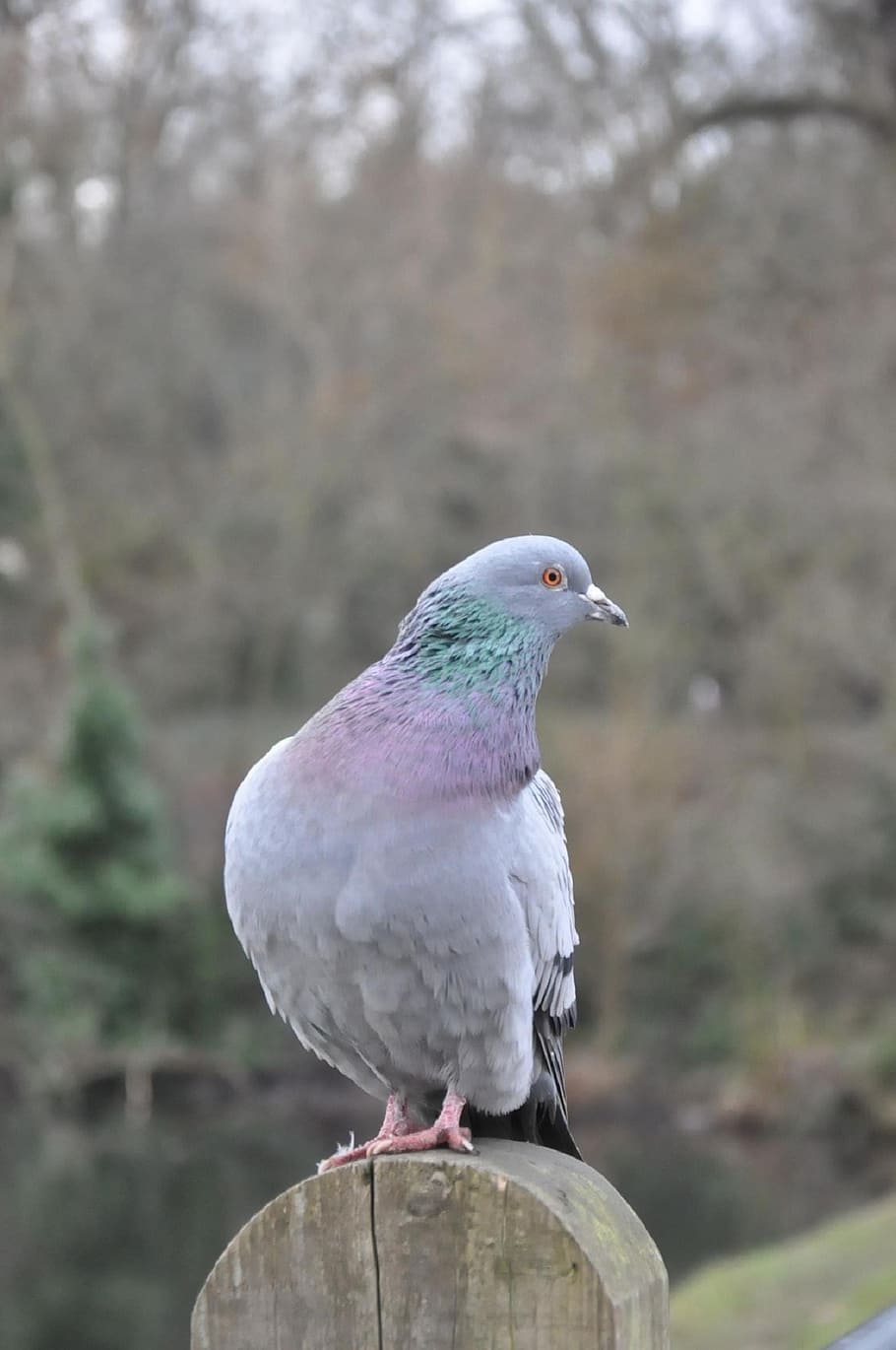Columbidae P, K, K, K 2K wallpapers free download