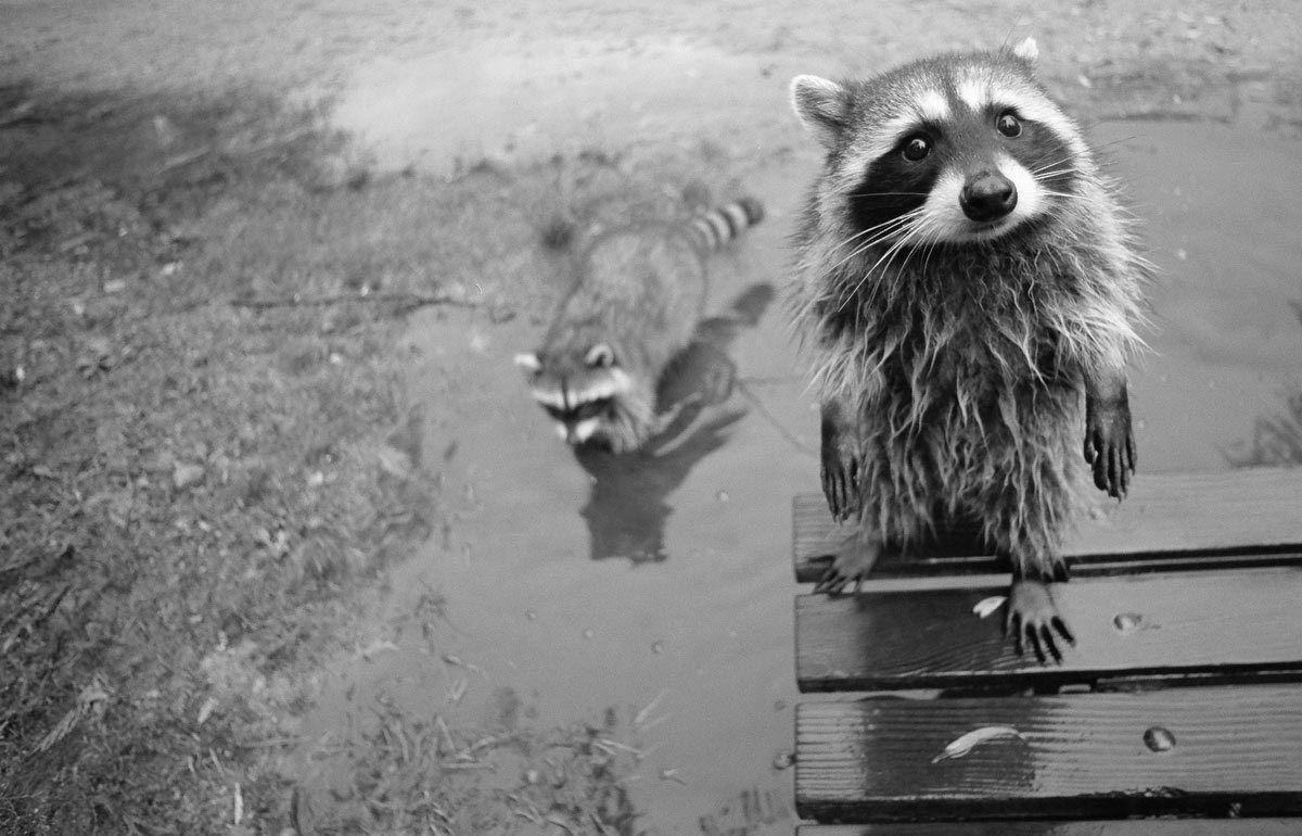 Urban Ecosystems Why there’s probably a raccoon living on your
