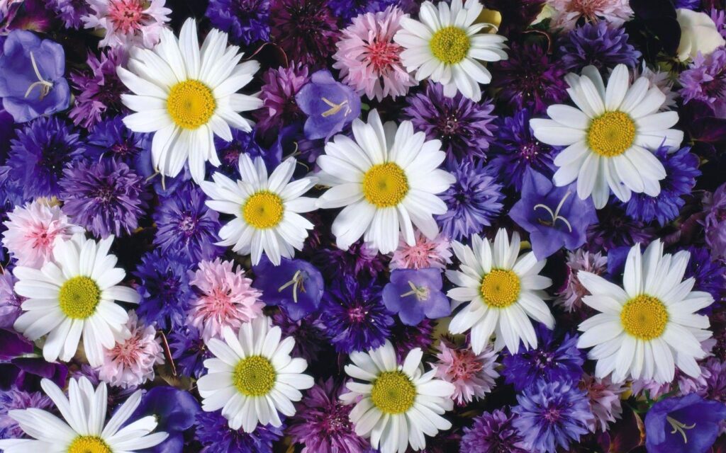 Cornflowers and daisies wallpapers