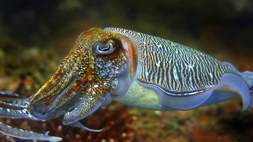Animals Cuttlefish – Quality 2K Wallpapers