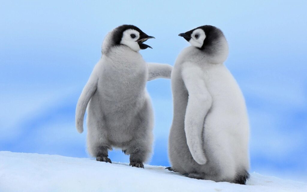 HD Free Penguin Wallpapers and Photos