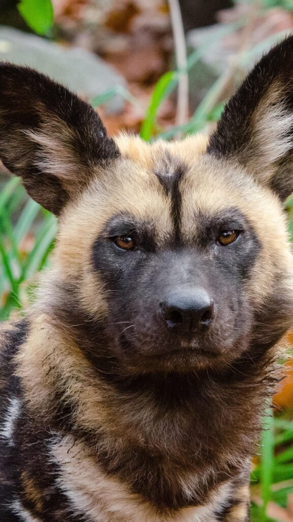Predator, african wild dog iPhone |||S Plus