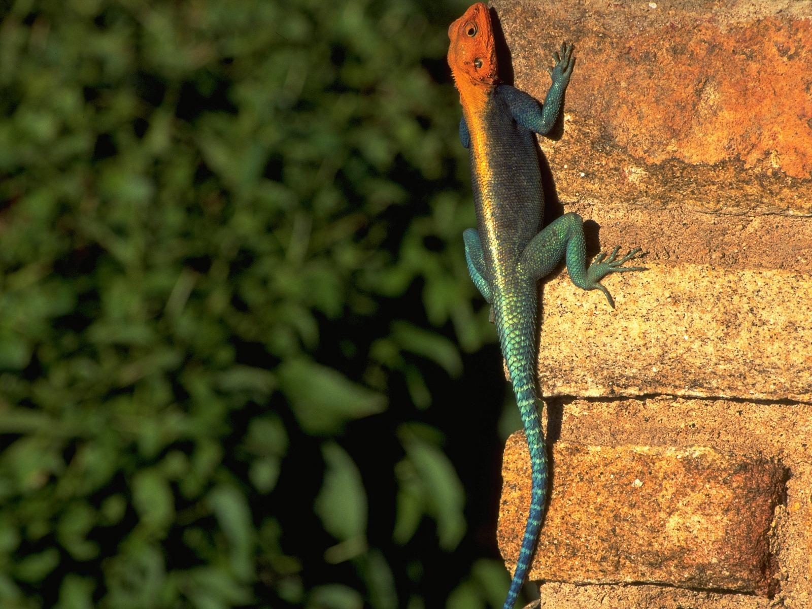 Red headed Rock Agama Wallpapers Other Animals Wallpapers in