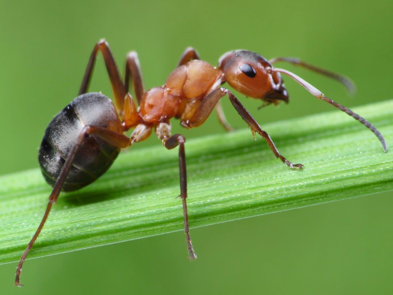 New Ant Wallpapers View Wallpapers