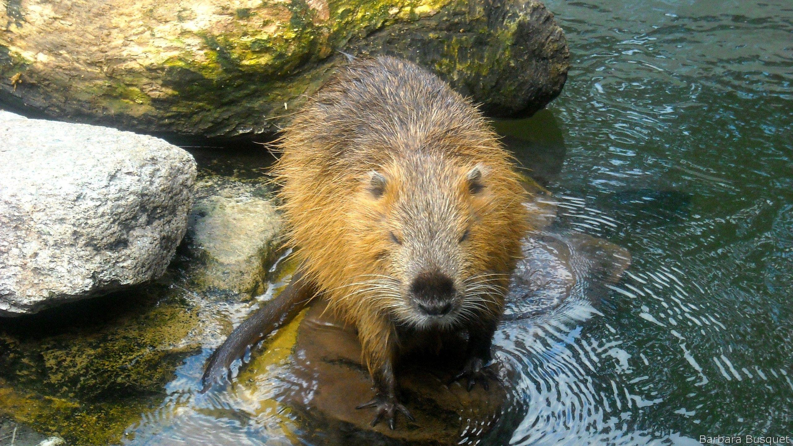 Wallpapers with beaver in the water