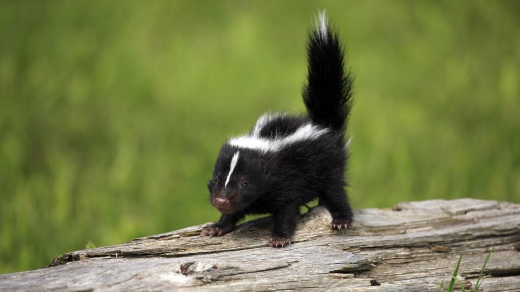 Skunk Wallpapers