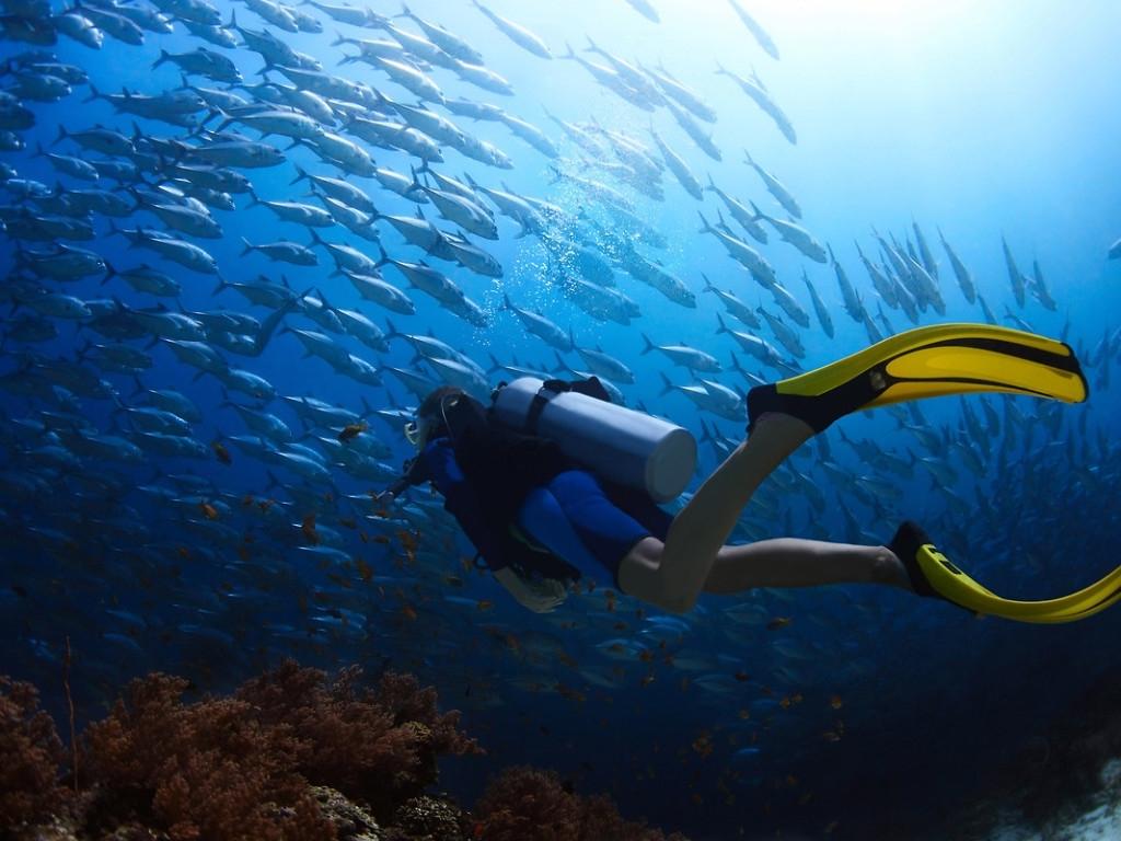 Best Scuba Diving Wallpapers High Resolution 2K p For PC