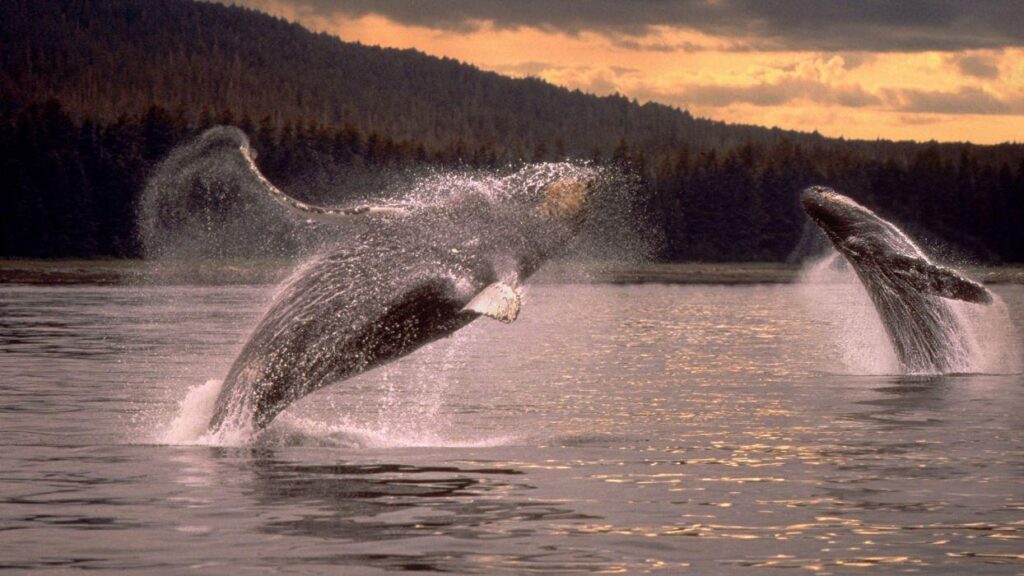 Whales humpback whales wallpapers
