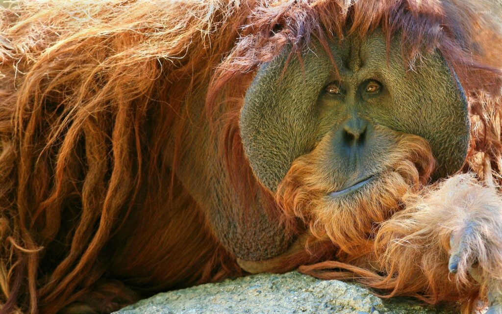 Orangutan resting on the rock wallpapers