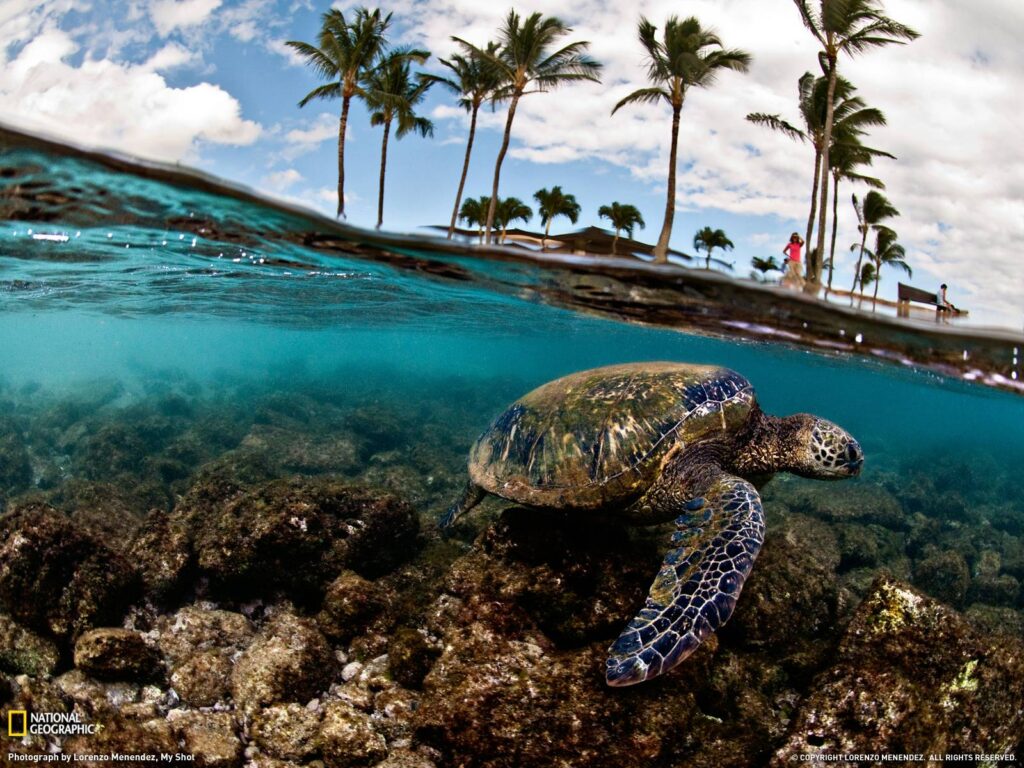 Green Sea Turtle Photo, Hawaii Wallpapers – National Geographic