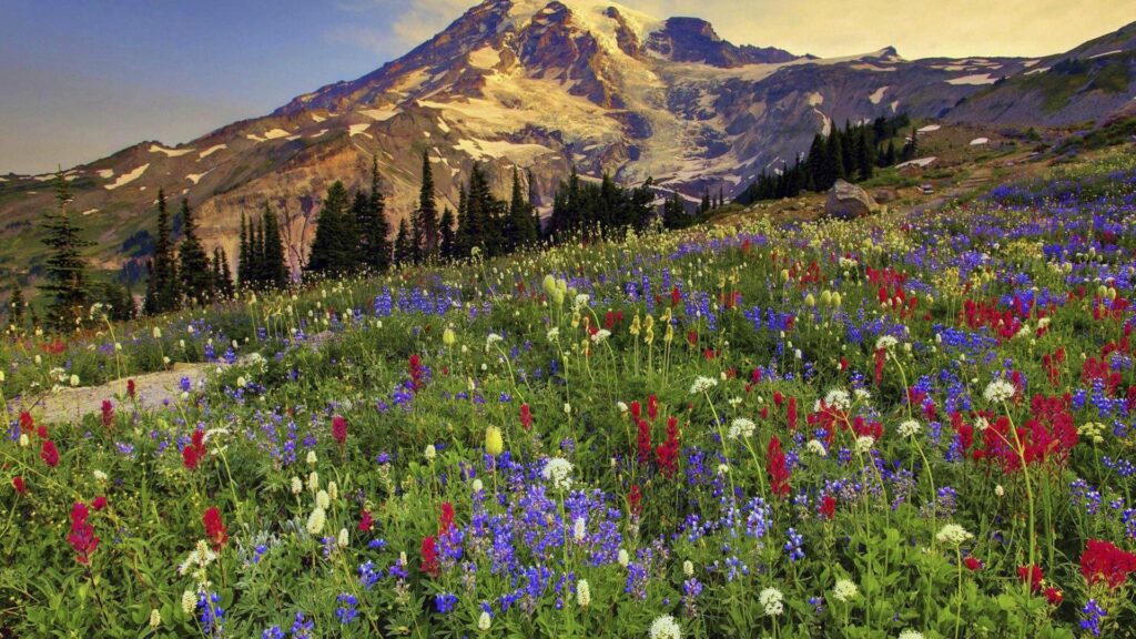 Mount Rainier National Park 2K Wallpapers  Wallpapers