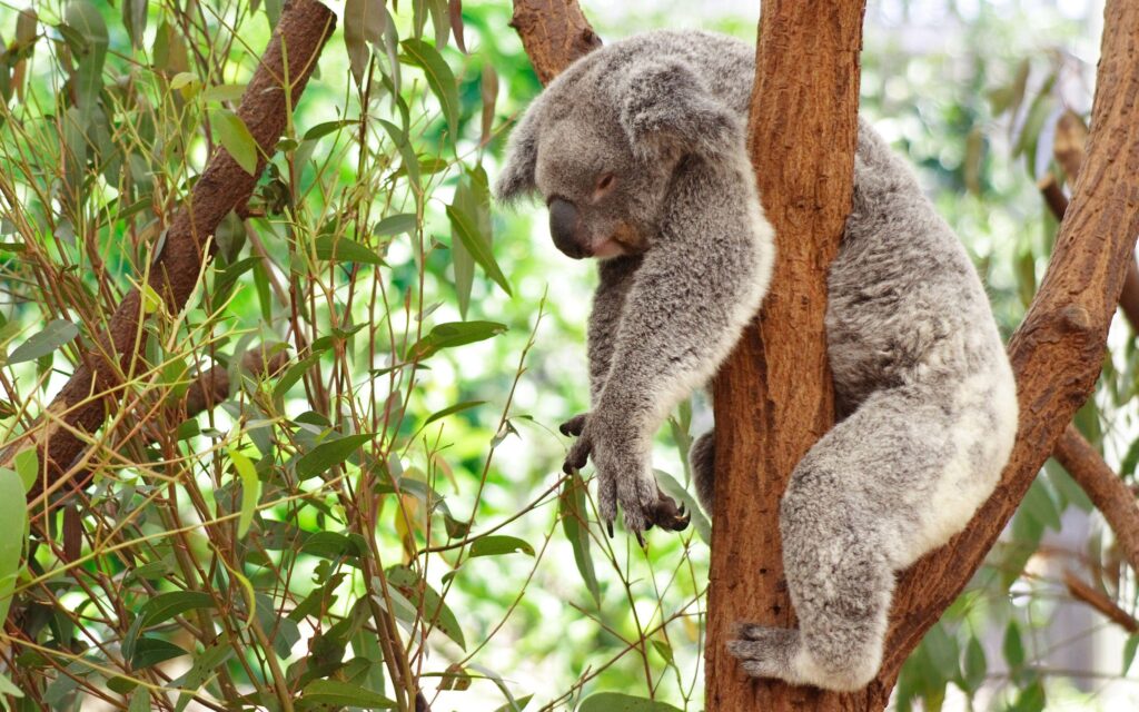 Koala 2K Wallpapers