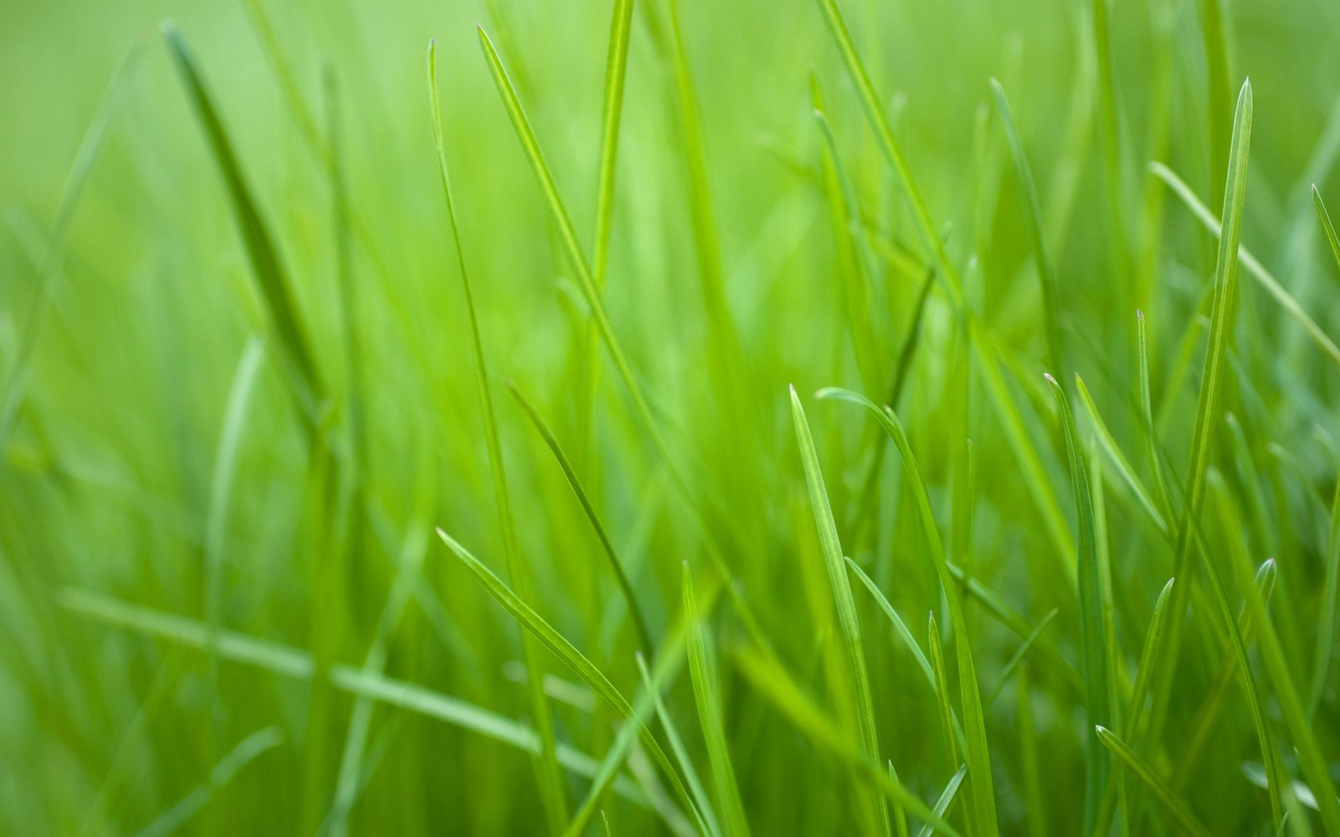 Green Grass 2K Wallpapers ,