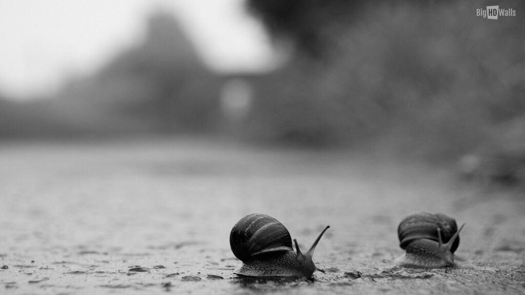 Snails crossing road in the rain 2K Wallpapers