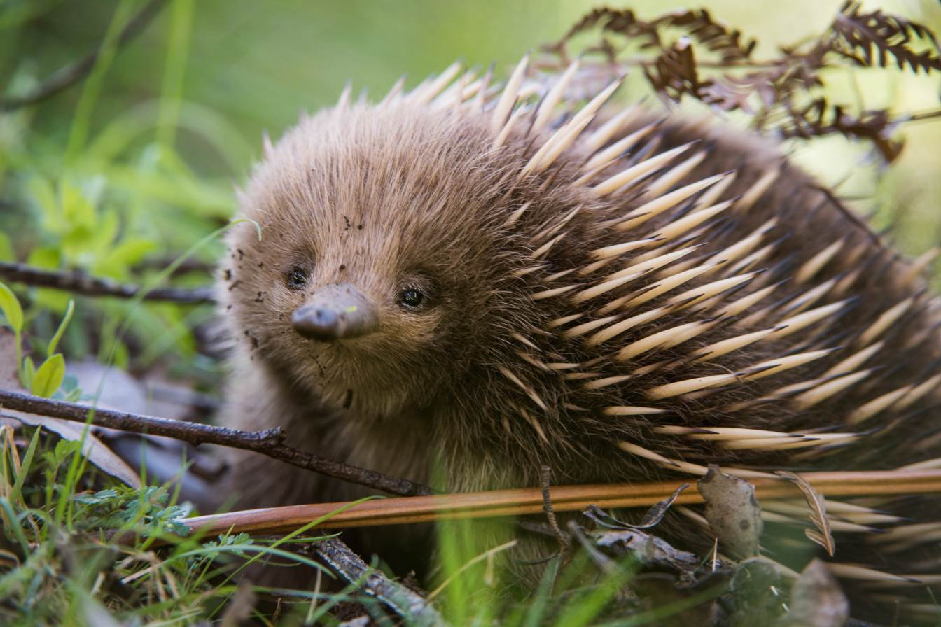 Echidna Facts And Animal Photos, Wallpaper
