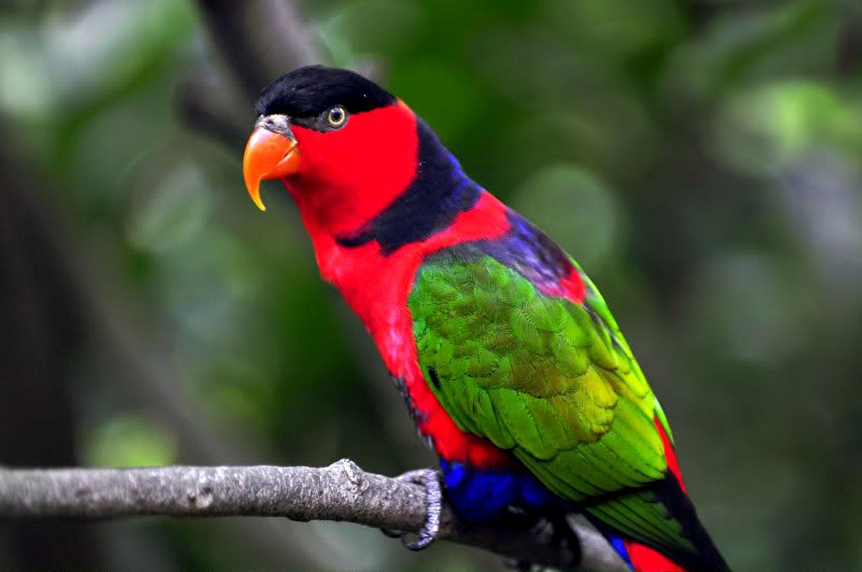 Colorful Parrot Birds Wallpaper, Photos Wallpapers Download