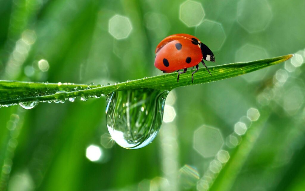 Cute Ladybug and Water Drops Wallpapers 2K High Resolution
