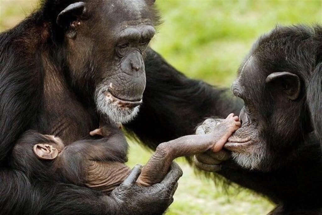 Baby chimpanzee wallpapers