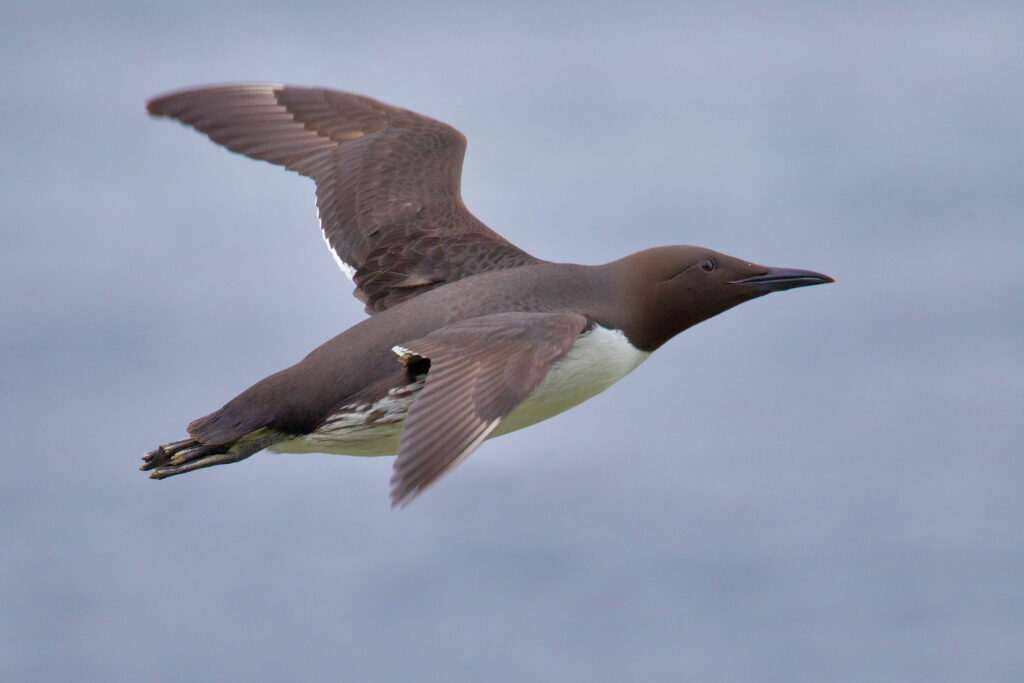 Seabirds Learn All About ‘Em – Part