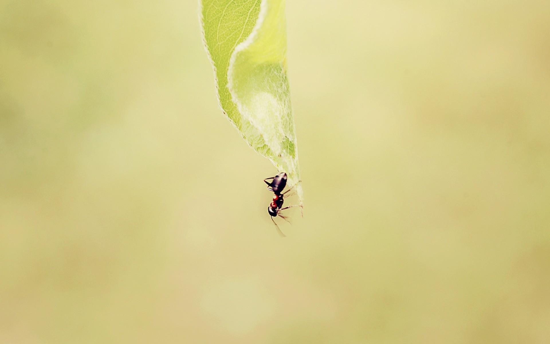 Wallpapers ant, grass, background, faded