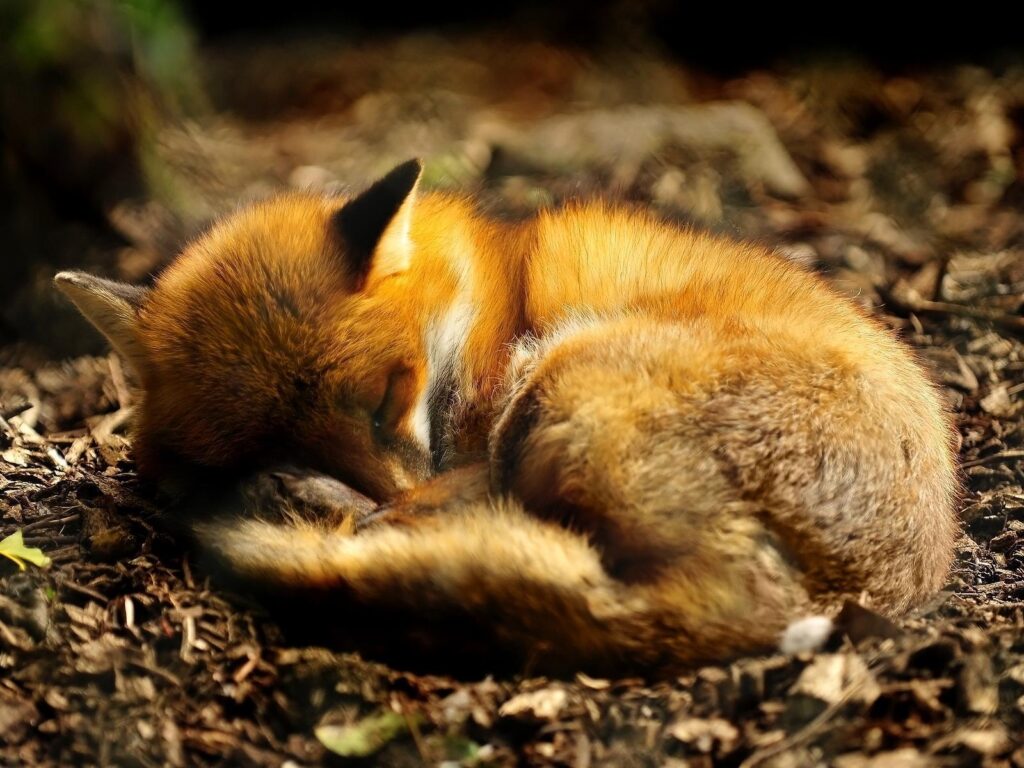 Sleeping red fox wallpaper, jefferson and myths, being corrupt and