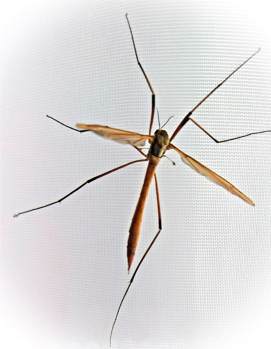 Close up shot of mosquito P, K, K, K 2K wallpapers