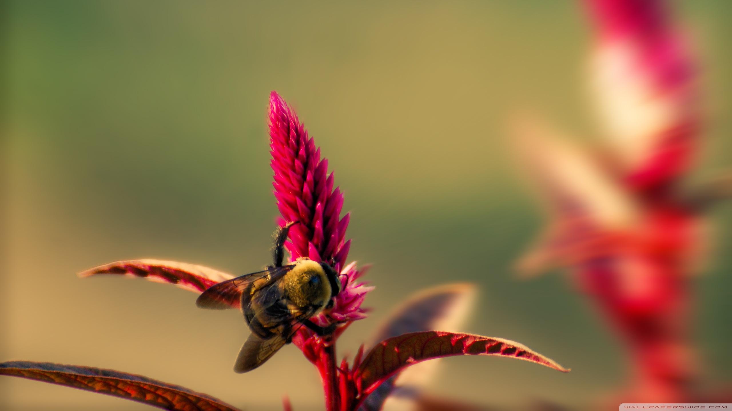 Bumble Bee Insect Ultra 2K Desk 4K Backgrounds Wallpapers for
