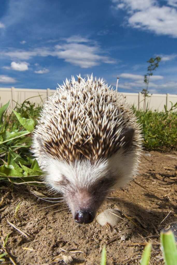 Hedgehog