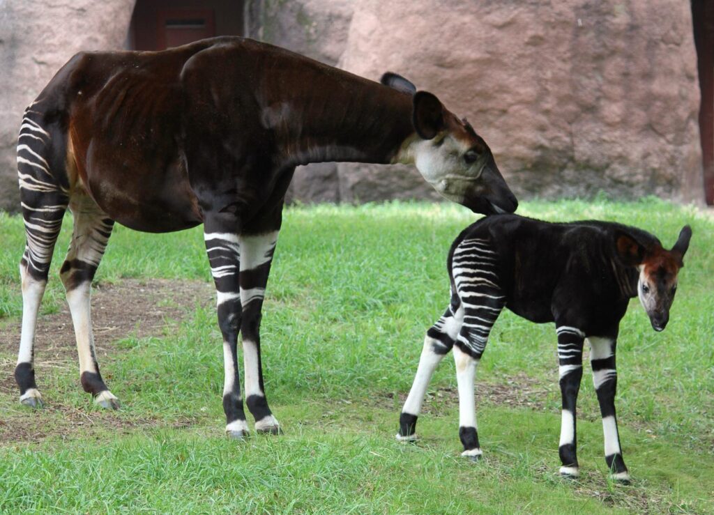 Okapi Wallpapers High Quality