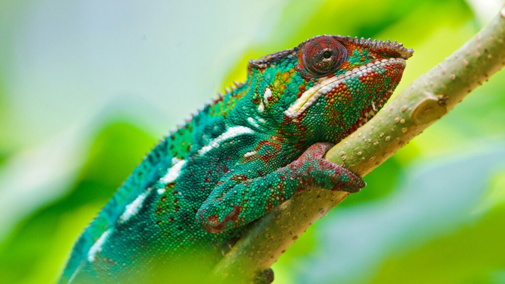 Colorful Chameleon K UltraHD Wallpapers