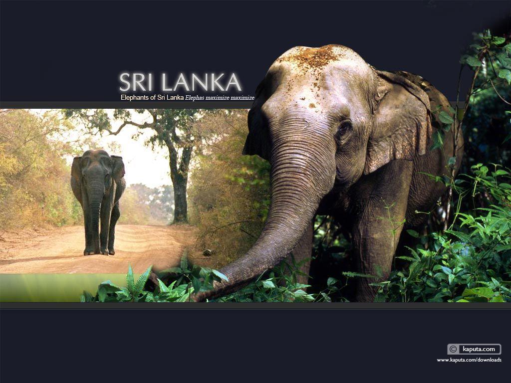 Sri Lanka Elephant Wallpapers in x Resolution