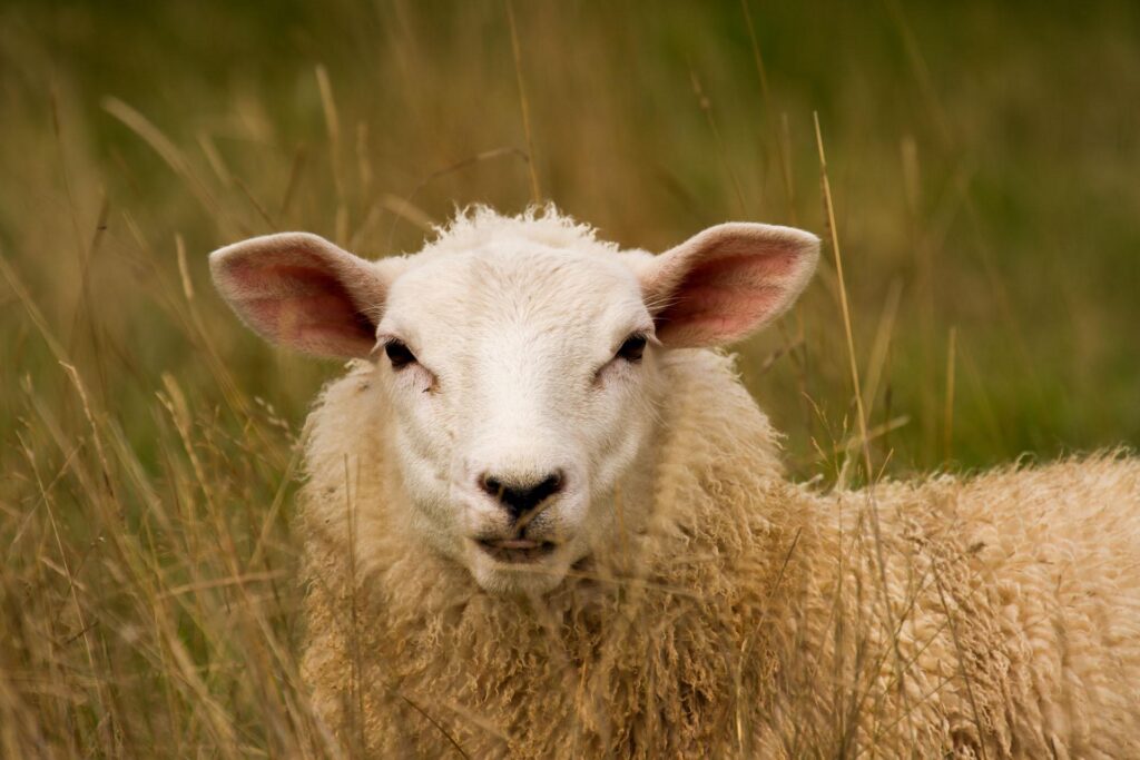 Sheep Wallpaper New 2K Pictures Collections Downloads