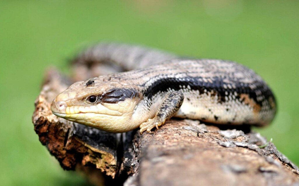 Blue tongue skink wallpapers and backgrounds