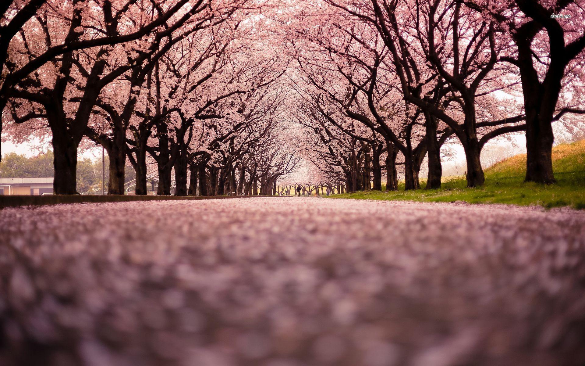 Cherry Blossom Tree 2K Wallpapers