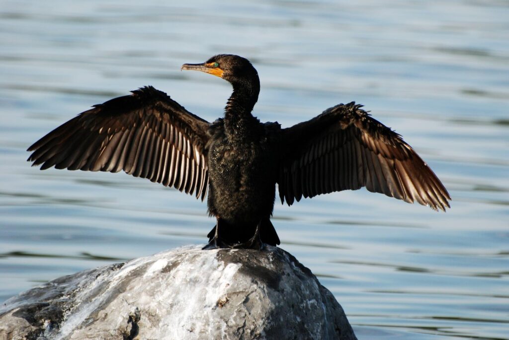 Cormorant Wallpapers 2K for Android