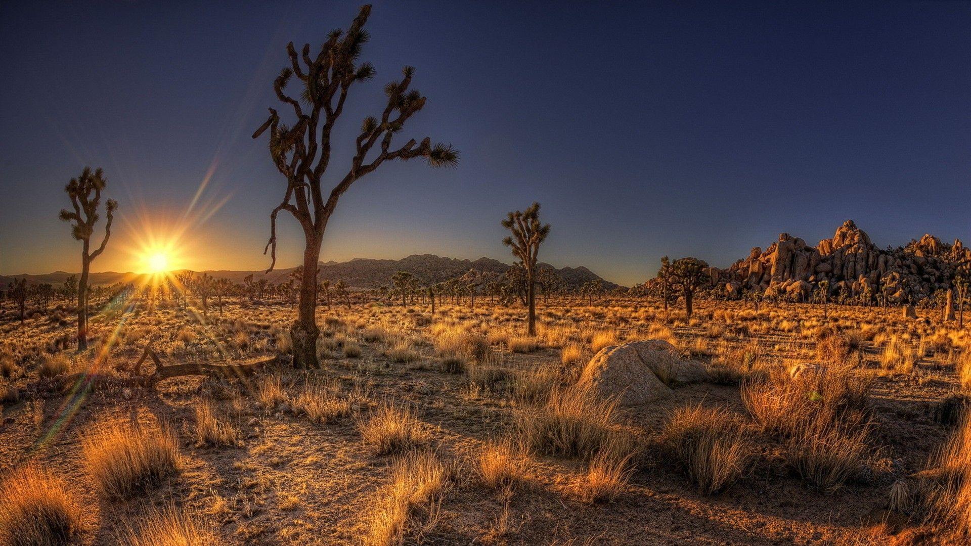 Desert Shadows Fantastic Desrt Sunrise Cactus Nevada Wallpapers