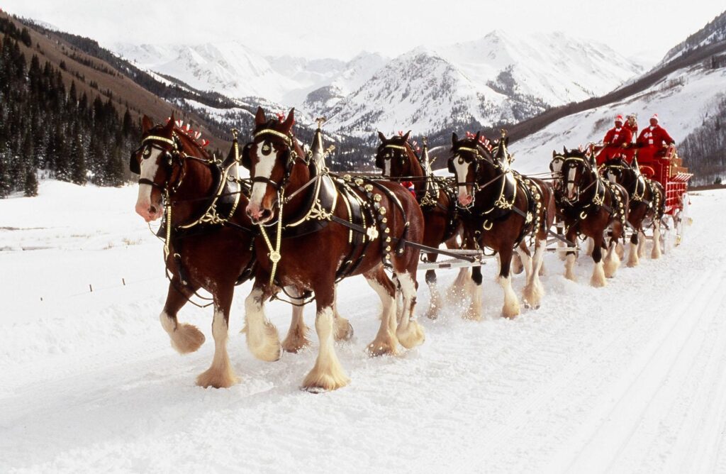 World renowned Budweiser Clydesdales to appear at museum – National
