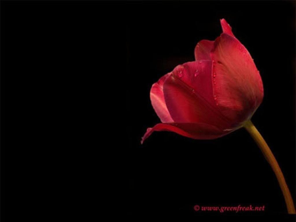 Tulip Backgrounds Pictures Wallpapers