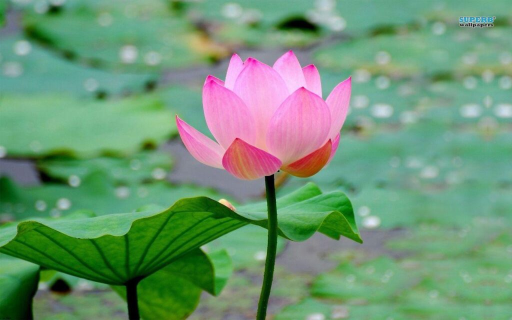 Wallpapers For – Lotus Flower Wallpapers Free Download