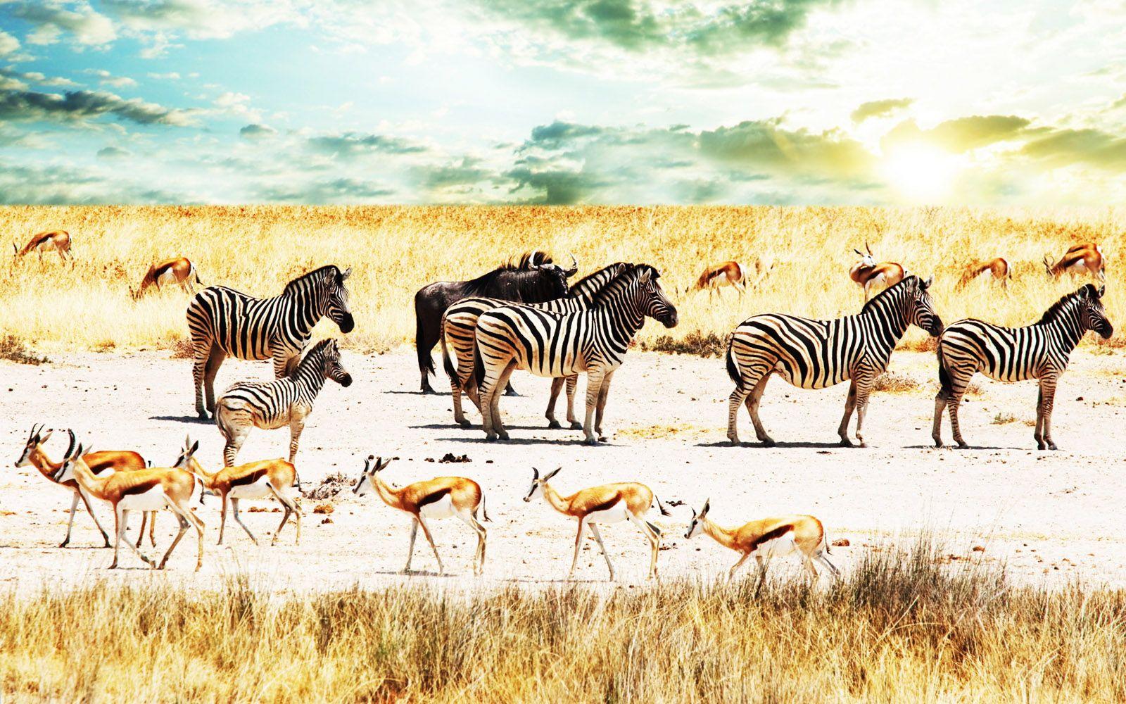 Central Wallpaper Colors of Nature Zebras 2K Wallpapers