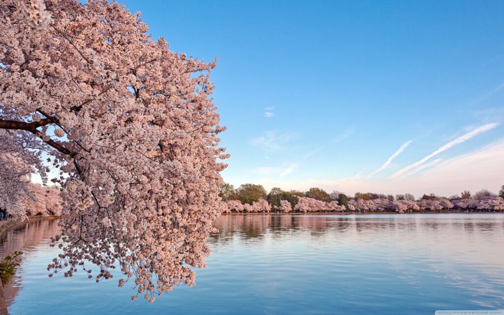 Washington DC Cherry Blossom 2K desk 4K wallpapers Widescreen