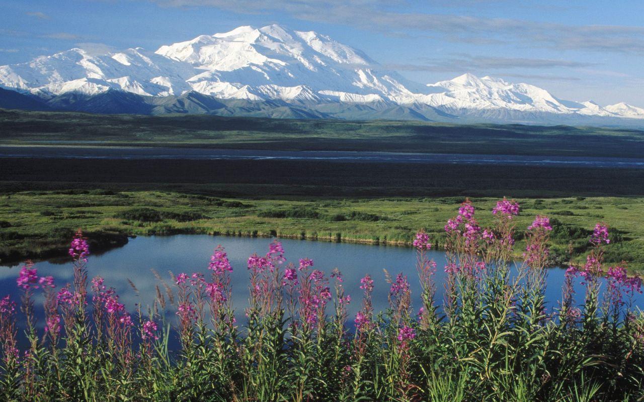 Alaska summer mountains and fireweed