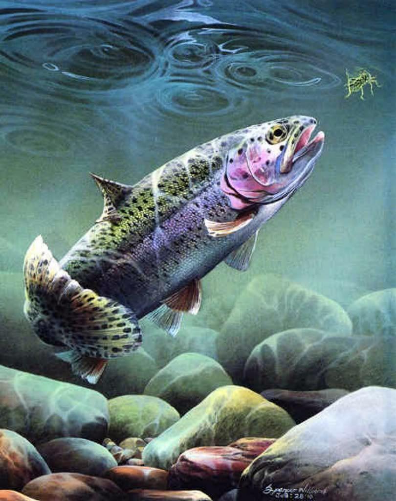Fly Fishing Trout Graphics Code