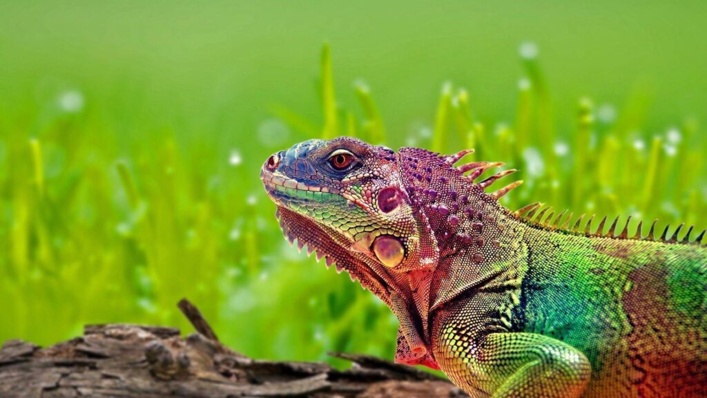 Colorful Lizard Wallpapers