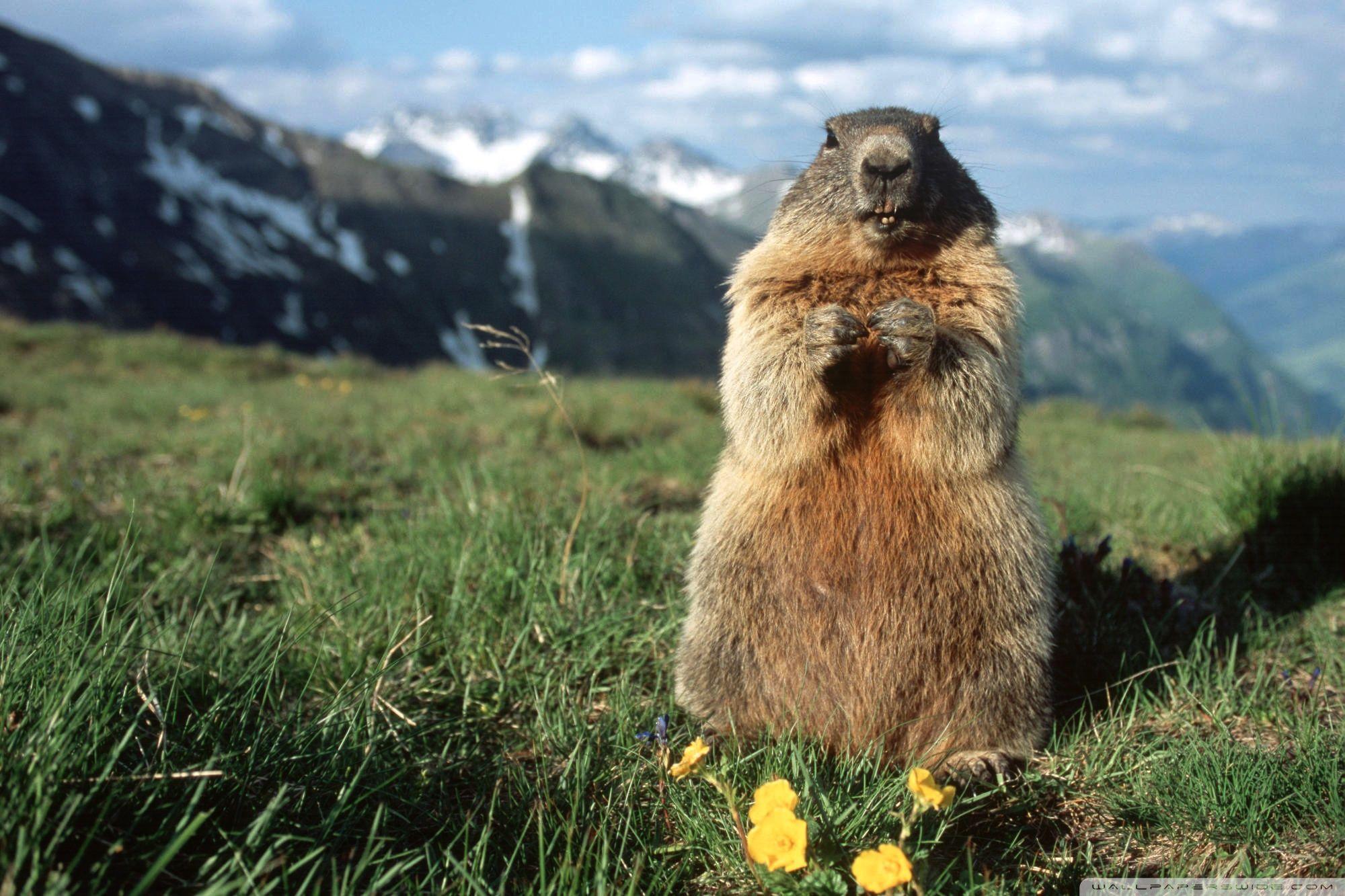Alpine Marmot Hohe Tauern National Park Austria Wallpapers