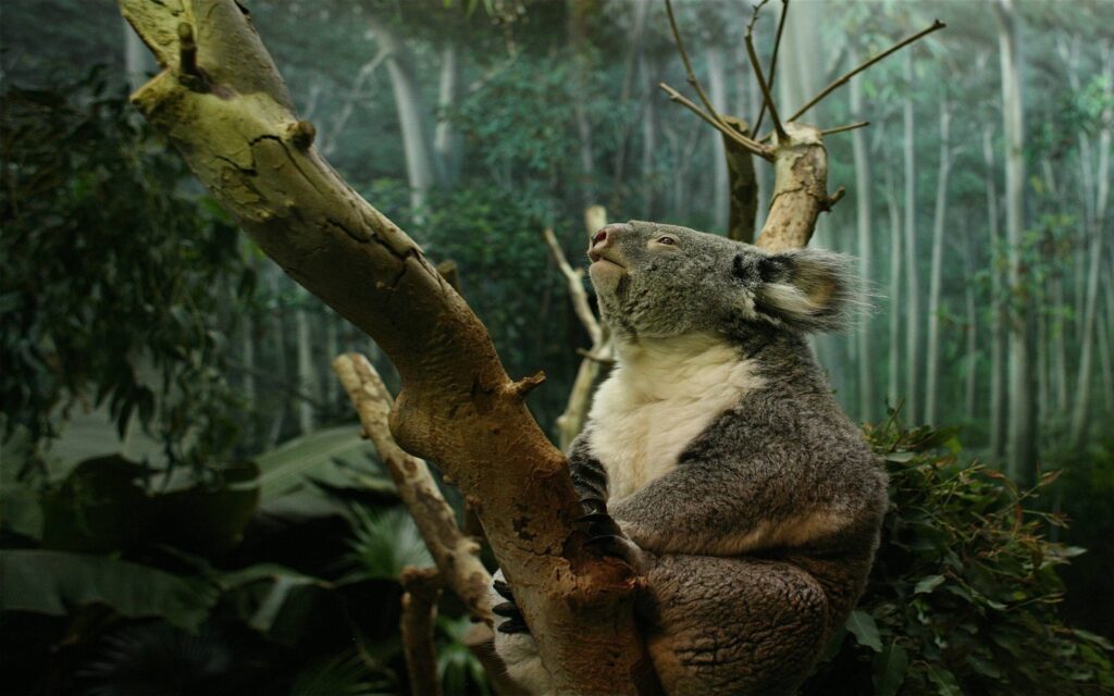 Koala 2K backgrounds wallpapers